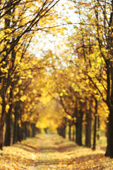 Trees with yellow leafs in autumn park