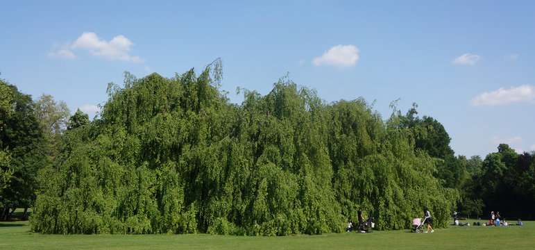Faggio pendulo (Fagus sylvatica var. pendula) al Parco di Monza