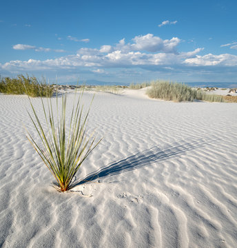 White Sands National Monuments Plant Life