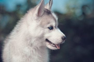 Blue eyes puppy side portrait. Siberian husky purebred gray and white close-up on blur blue bokeh background. Summer outdoor.