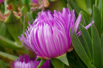 fleur mauve © victor