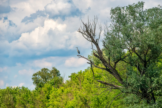 Typical landscape at swamp area of Imperial Pond (Carska bara), large natural habitat for birds and other animals from Serbia. A grey heron on the photo. Bird in flight.