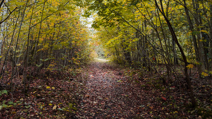 Obraz premium autumn in the forest