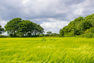 A field of barley in rural England