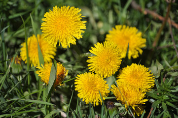In nature, spring blooms of dandelion