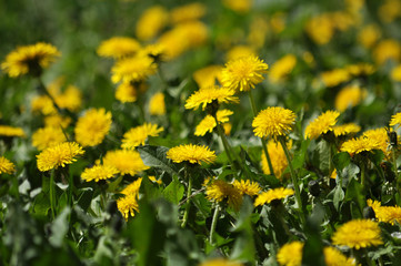In nature, spring blooms of dandelion