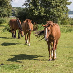 Naklejka na ściany i meble horses in the pasture