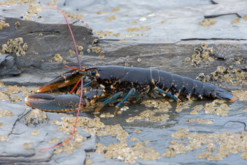 European Lobster (Homarus gammarus)/European Lobster on barnacle encrusted rock