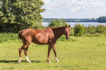 Fototapeta premium horse in the pasture