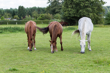 Obraz premium horses in the pasture