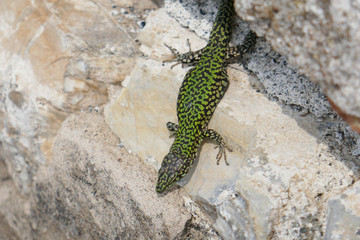 Lezard