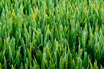 close up of ears of wheat growing in a field greens