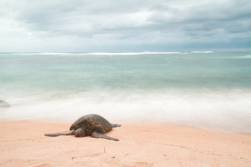 An endangered Hawaiian green sea turtle resting on a beach on Oahu with motion blurred waves and a stormy sky.
