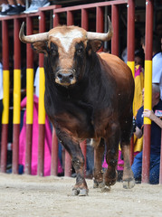 toro negro en españa