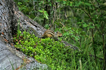 Chipmunk with a bump. Altai territory