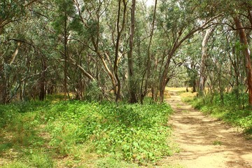 Montagne et foret Australie