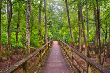 The boardwalk in Congaree National Park passing through the swamp lands.