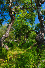 The Crooked Bush is a grove of aspen trees that grow in all directions, except straight up.