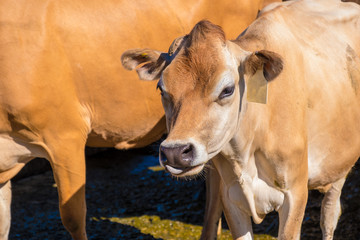 milking cow on a farm