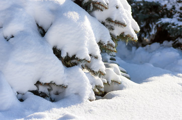 Twigs of fir tree in the snow, winter background