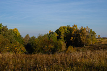 The ravine is overgrown with grass and greens. Swampy ravine overgrown with bushes