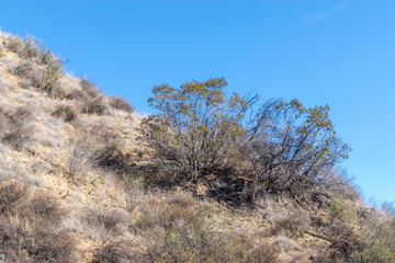 Big bush in middle of hillside with blue sky for copy text