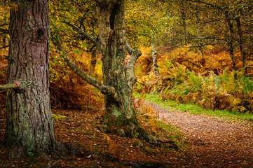 Autumn trees and bracken oranges yellows greens and browns