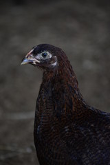 free ranging chickens close up