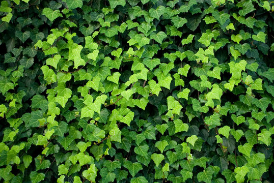 ivy plants, lianas cover a wall, leaves of different shades of green, heart shape, texture, background, garden, summer, gradation, colorful, background, italy
