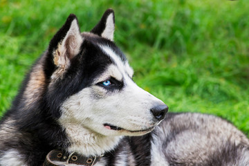 Siberian husky laying on green grass in the clear day. Husky puppy resting on the green grass