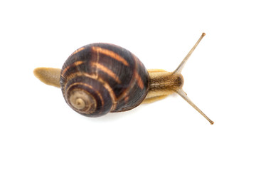 The garden snail in front of white background. Snail close up against white, view from above