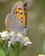 Obraz premium Butterfly on a flower