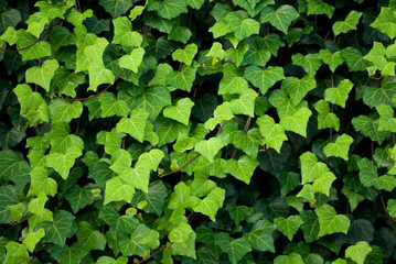 ivy plants, lianas cover a wall, leaves of different shades of green, heart shape, texture, background, garden, gradation, colorful, background, italy