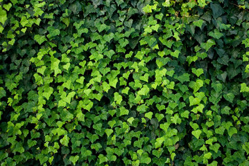 ivy plants, lianas cover a wall, leaves of different shades of green, heart shape, texture, background, garden, summer, gradation, colorful, background, italy