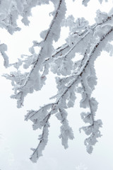 White winter forest in a cold winter day.