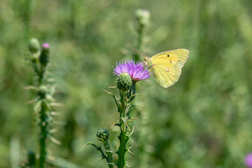 Pieridae / Güzel Azamet / / Colias