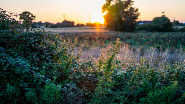 Sunset Over Field