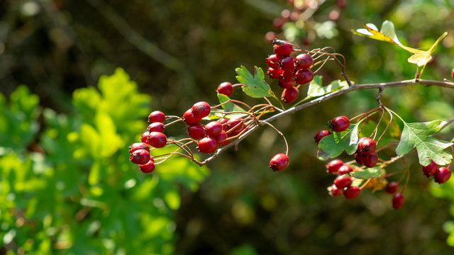 Rosehips
