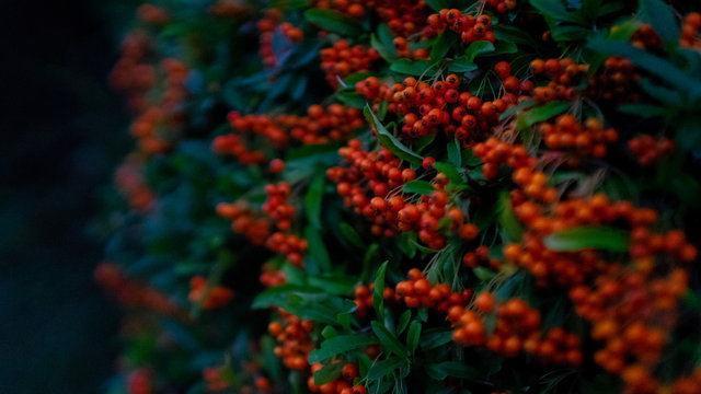 Berries