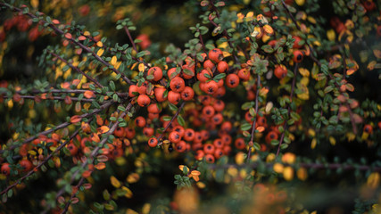 Autumn Berries