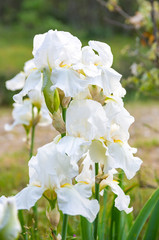 white flowers in the garden