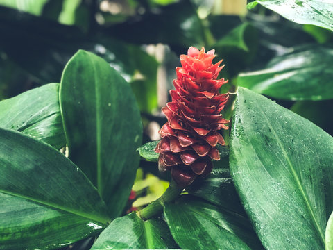 Tropical Flower