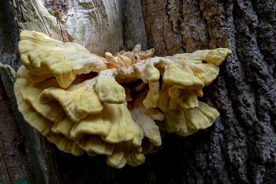 Fungi on Tree