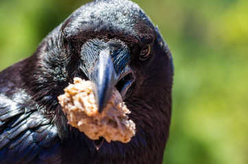 Portrait eines Raben, Corvus corax, mit einem St&uuml;ck Brot im Schnabel, geringe Tiefensch&auml;rfe