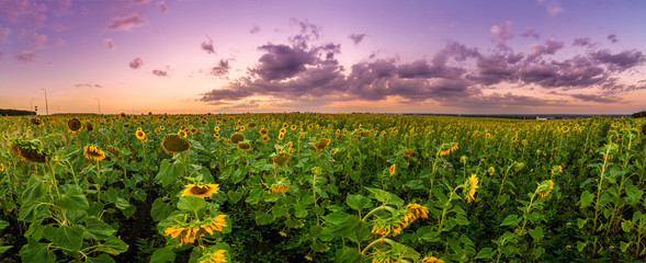 Summer landscape: beauty sunset over sunflowers field. Panoramic views