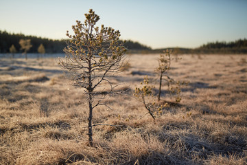 Frozen tree at swamp