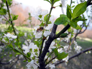bee on flowers of white cherries in spring