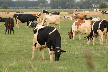 large group of cows grazing in the meadow in holland close up