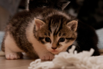 Katze frontal 