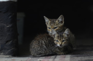  Kittens brothers